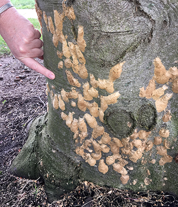 Gypsy Moth Eggs and Pupa on Beech